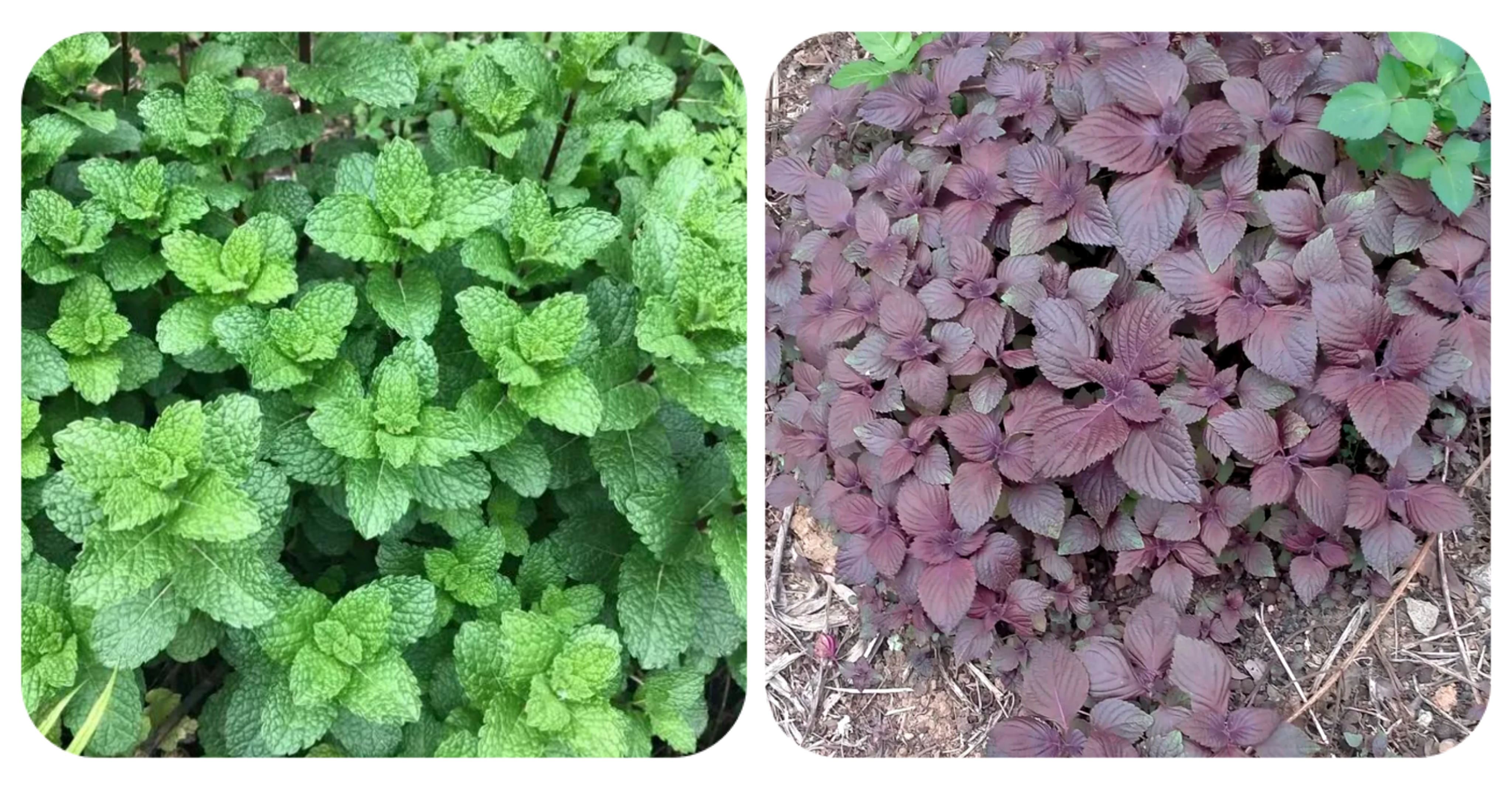 可以吃的野菜大全100种图解,教你认识100种野菜