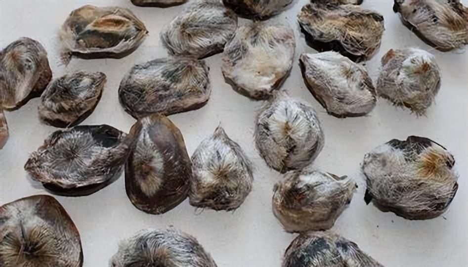 哪些国家产麝香,世界有几个麝香的主产国