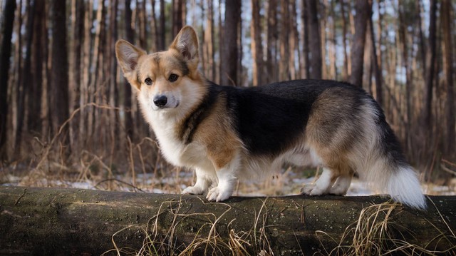 中型犬品种大全及图片,听话的中型犬品种大全