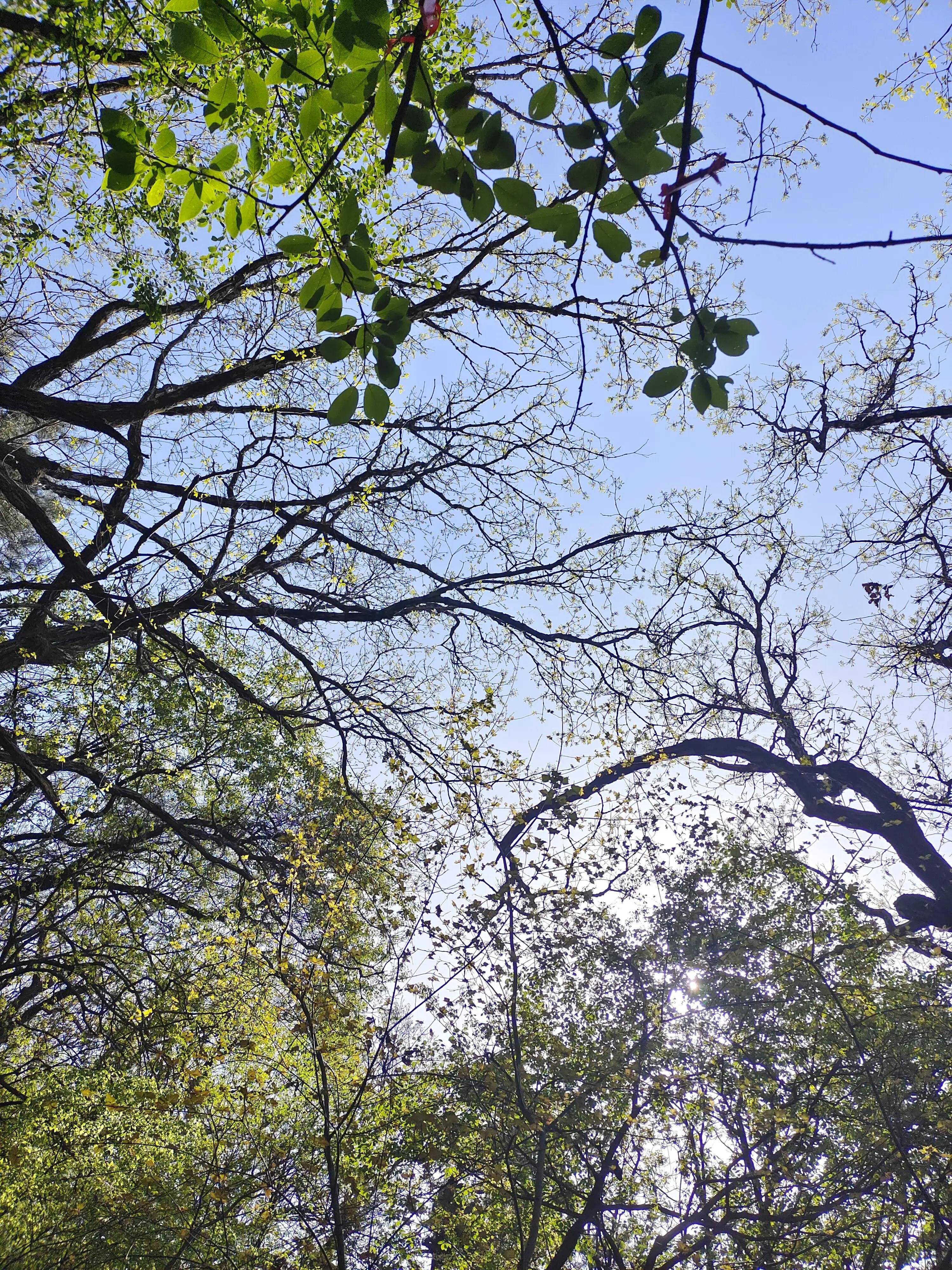 长相思在西安表达什么,长相思在长安西安