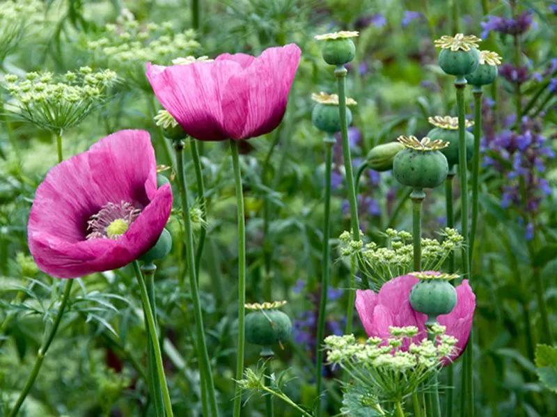 国色天香秀色可餐的美女 (秀色可餐与国色天香)