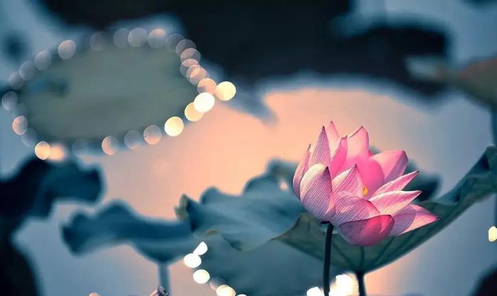 周嗣远|接天碧叶莹如玉，夕照芙蓉万朵花（原创荷之歌25首）