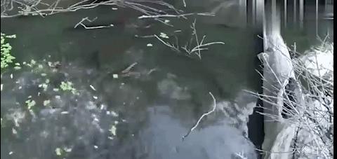 两条电鳗养一起会互相电死吗,两个电鳗在一起会不会互相电晕