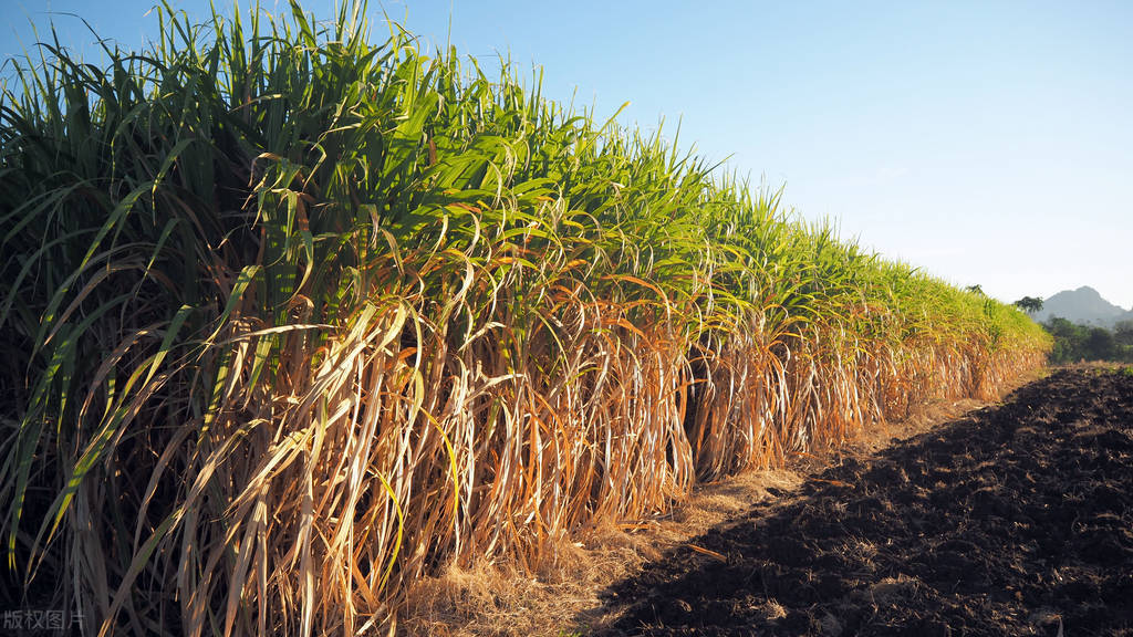 舌尖上的甜蜜史，广西的甘蔗产业有多强？