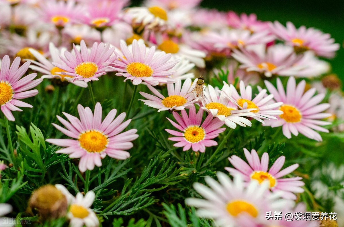 一丛黄菊花图片欣赏,五颜六色姹紫嫣红的鲜花