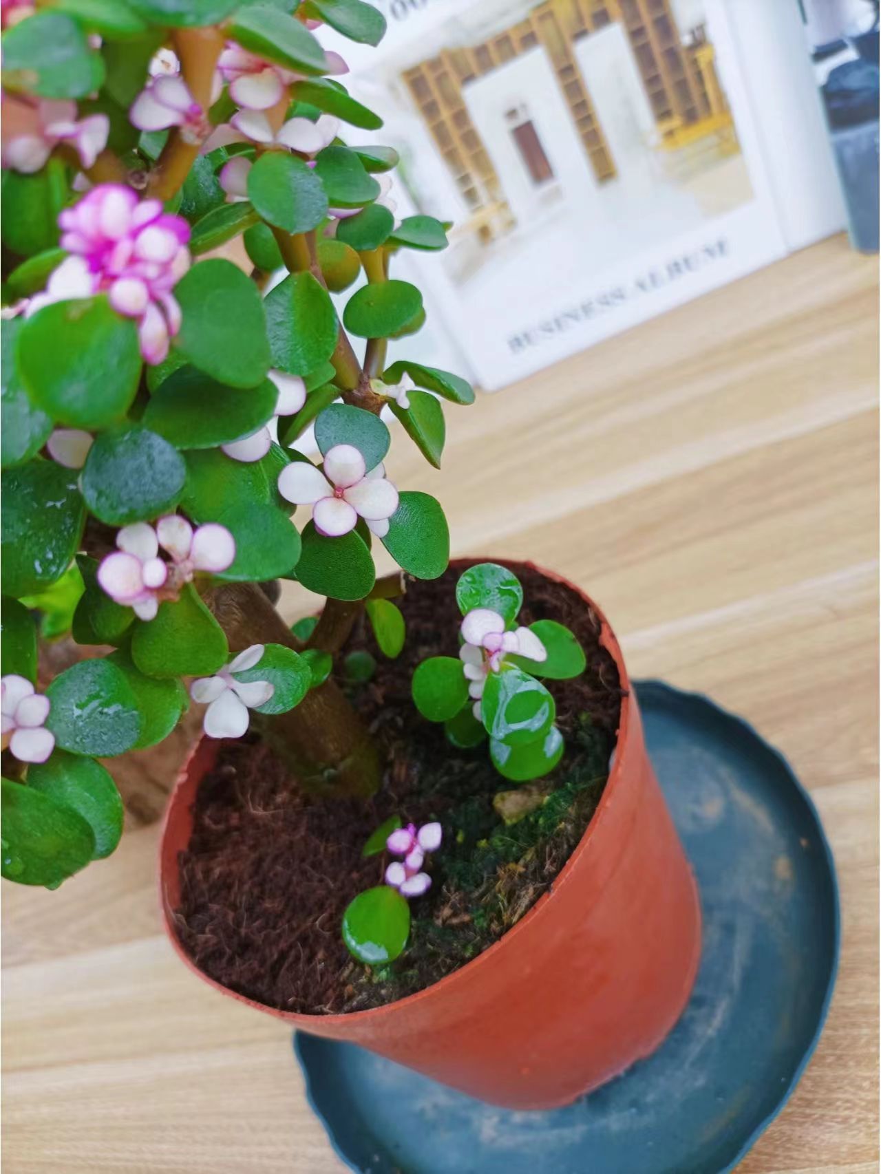 老人适合养什么花比较好,适合老年人养的花排行榜