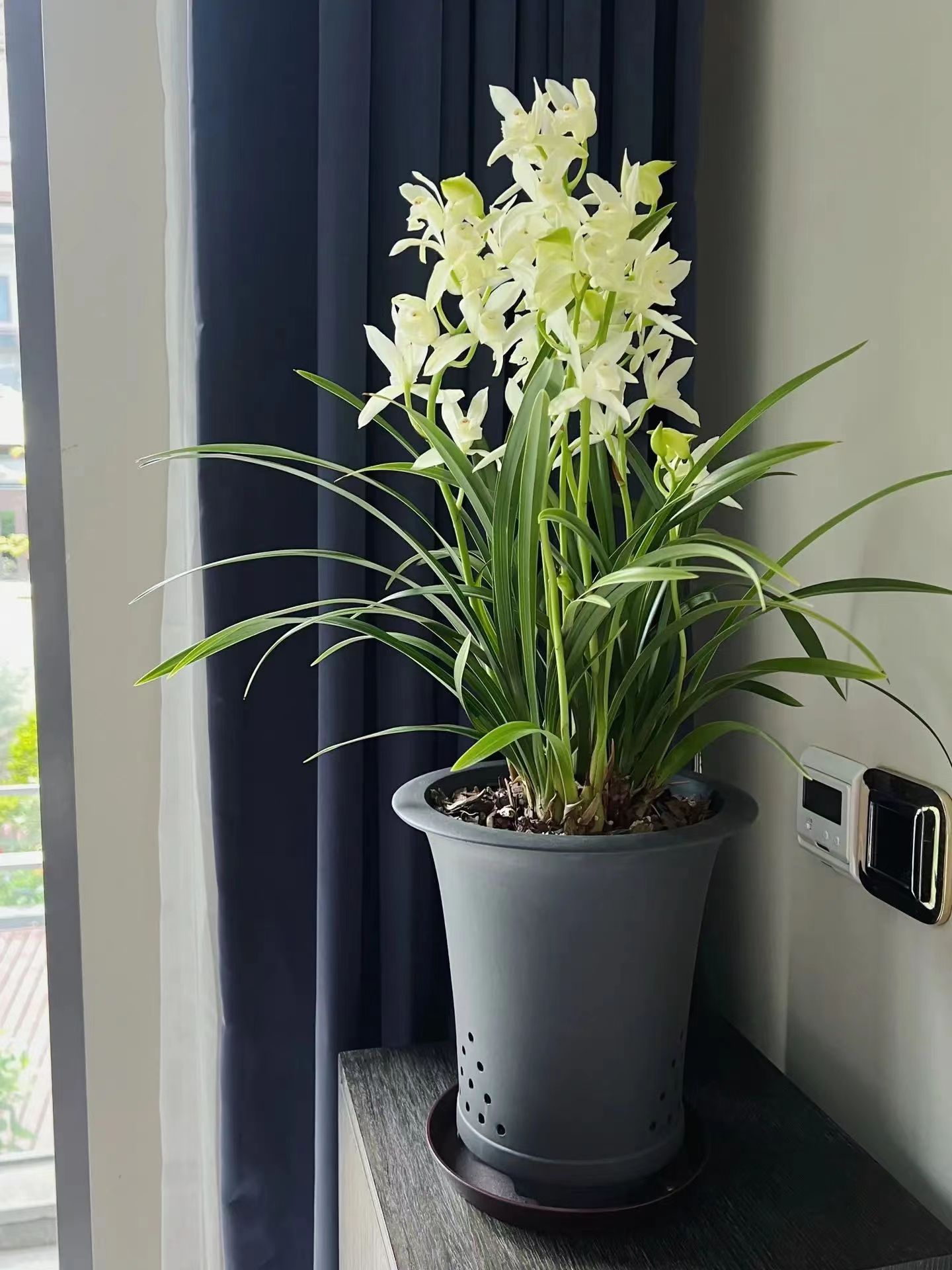 老人适合养什么花比较好,适合老年人养的花排行榜