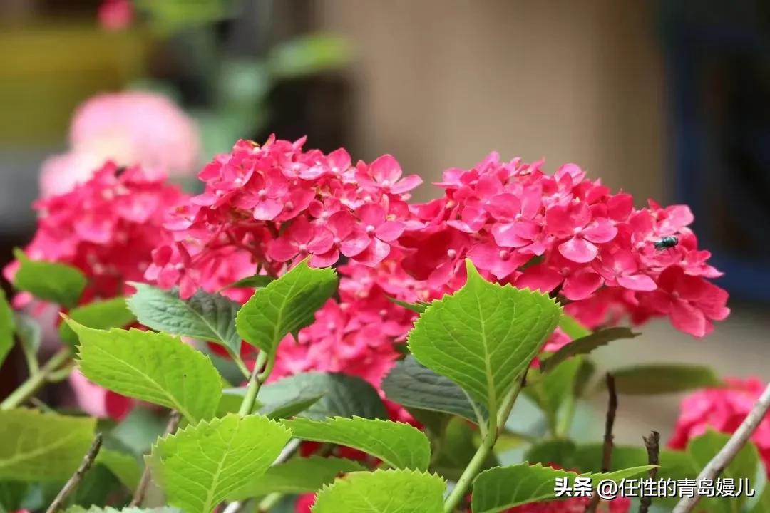 “正是红稀绿暗时，花如圆玉莹无疵”青岛嫚镜头下花花草草之绣球