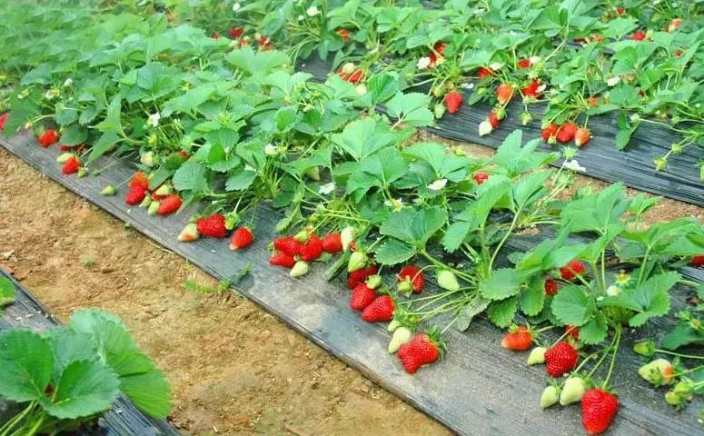 到咸宁看国宝过大年,离家45年的国宝回湖北咸宁过年