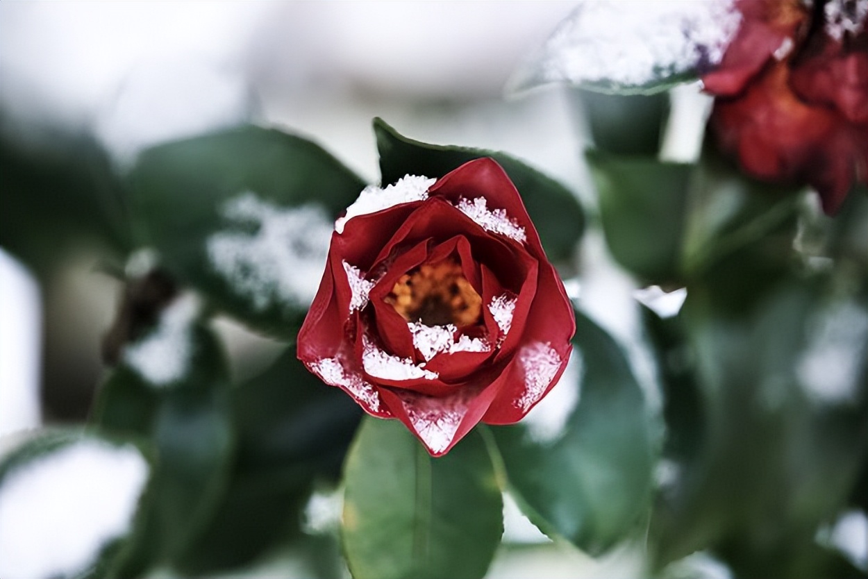 #草木有趣|雪里开花到春晚，不是寻常儿女花