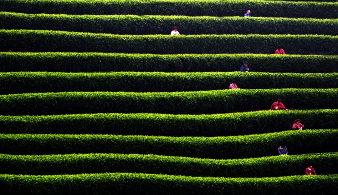 史上最经典的绿茶,二十年前十大绿茶排行榜前十名