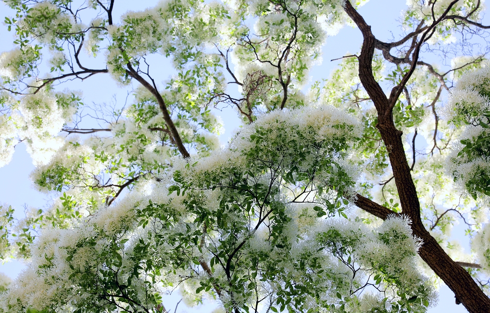 石大沟的流苏花,石大沟村流苏