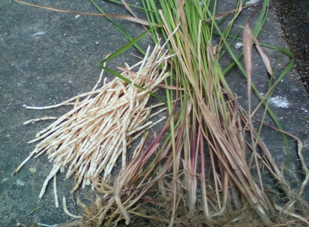 可以吃的野菜大全100种图解,教你认识100种野菜