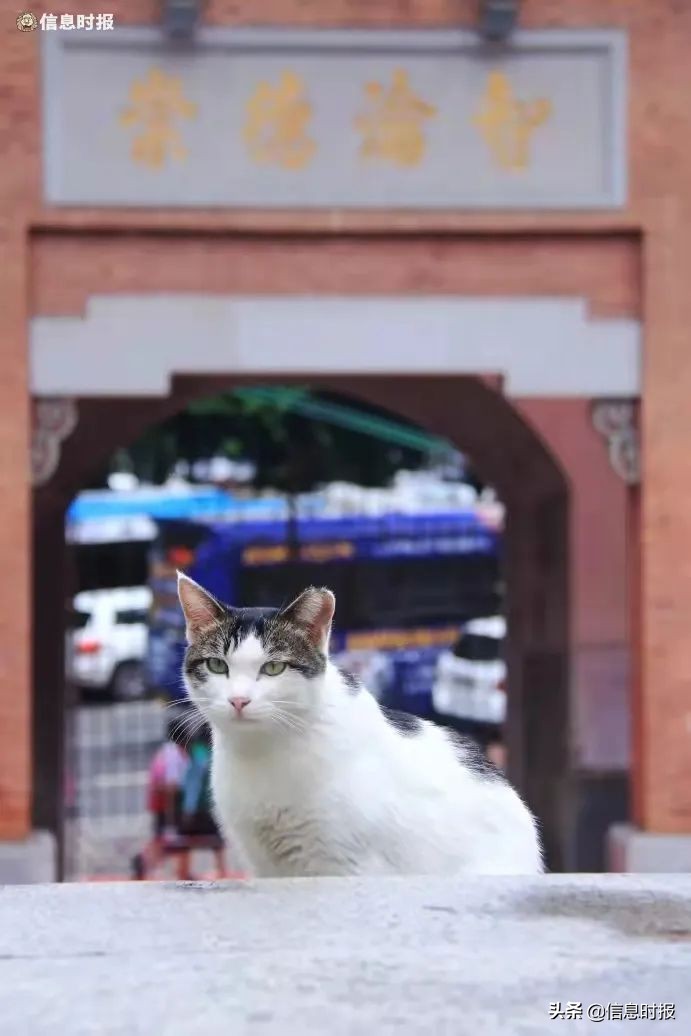 “咩咩”“嘎嘎”“哞哞”……广州多所学校“萌宠”出没