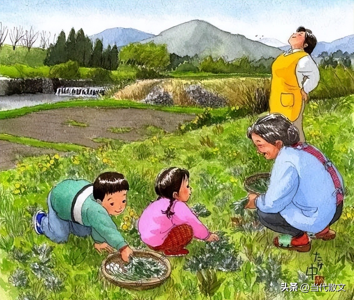 做一道春菜马兰头作文,马兰头春菜