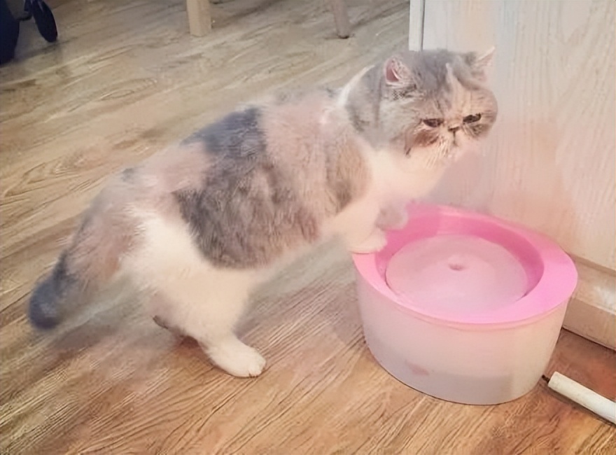 低智商猫的十大特征,高智商的猫都有哪些表现