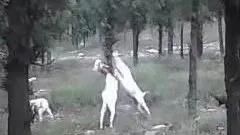 羊妞历险记～2009创业手记