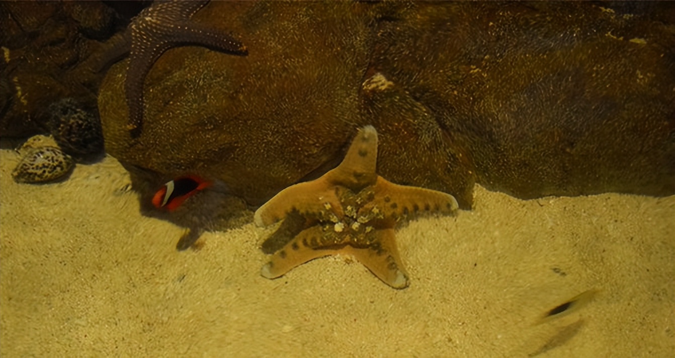 玩的就是心跳香港海洋公园,香港海洋公园经典