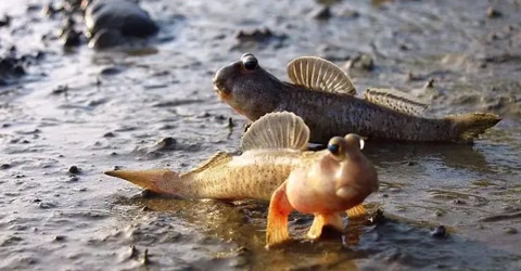 唯一一种在陆地生活的鱼,你见过在沙子里游的鱼吗