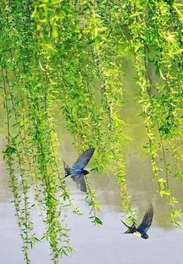 璇楅煹椋炴壃璇楄瘝澶у叏,璇楅煹椋炴壃鍘熷垱璇楄瘝