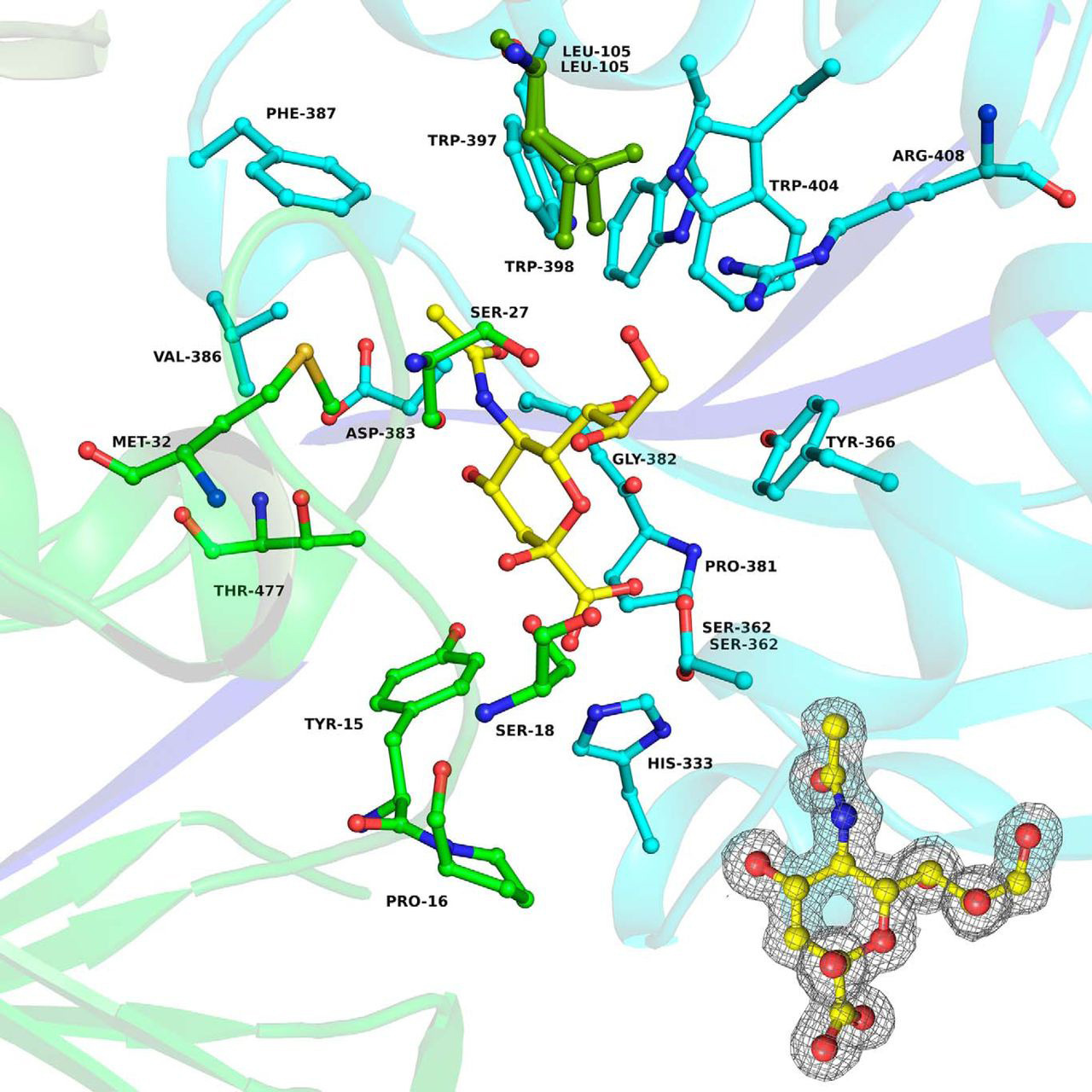 唾液酸与杜克雷嗜血杆菌周质结合蛋白之间相互作用的分子特征