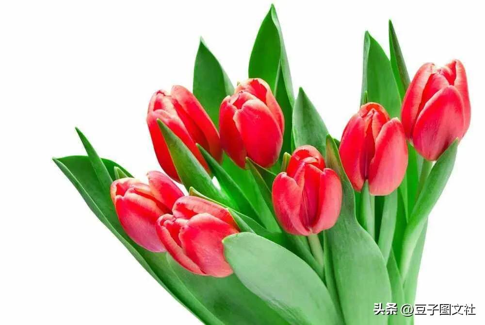 郁金香的花貌和郁金香的花语,各种颜色郁金香的花语是什么