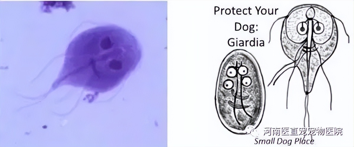 铲屎官注意了，猫咪常见寄生虫汇总，要牢记