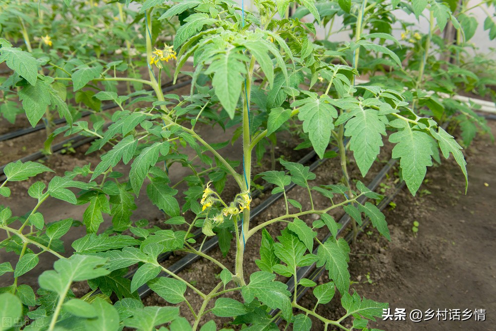 神奇的环保酵素用什么制作,种植酵素的作用与功效