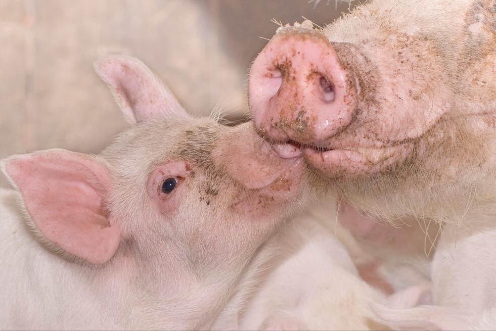 哺乳母猪不吃哺乳料了怎么办,哺乳母猪不吃食怎么办