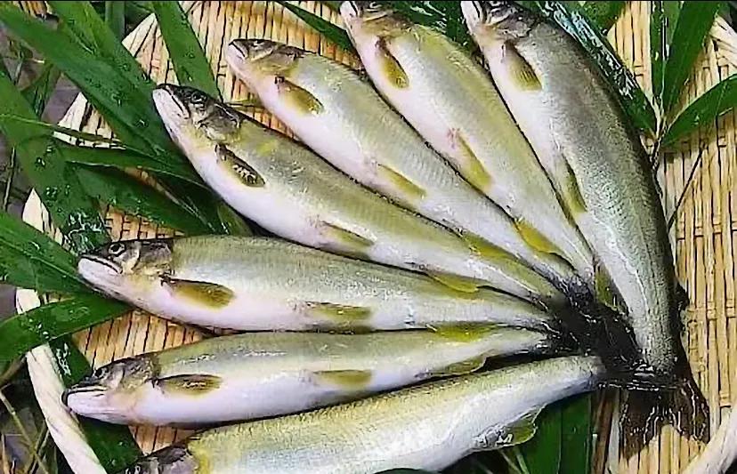 河鲜十大必吃美食,100种极品河鲜美食