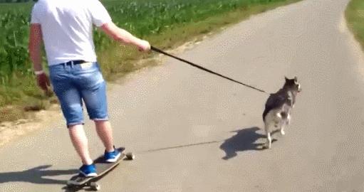 养哈士奇的体验,无聊养了一只哈士奇