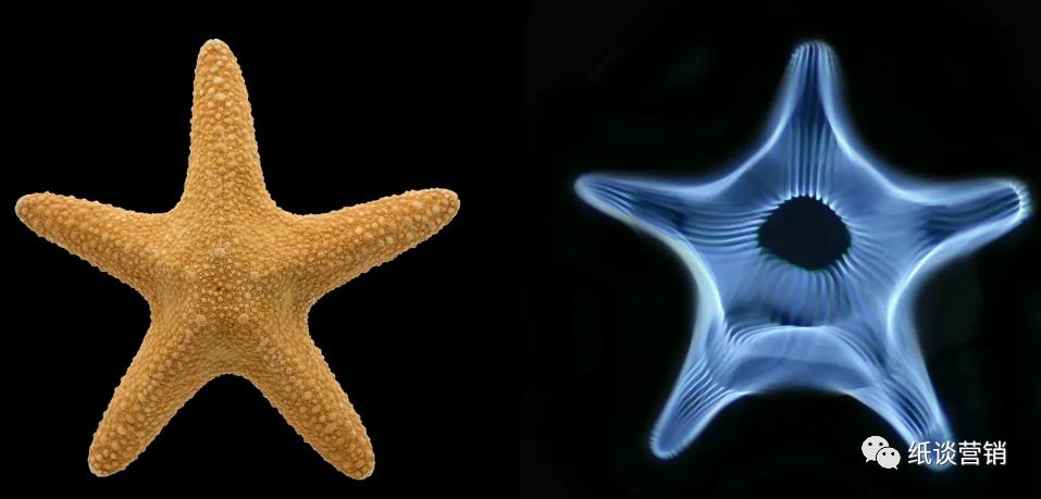 十二地支本身的字义,十二地支的详尽解释图