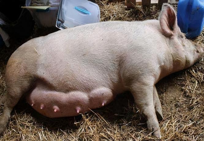 母猪拉稀是什么原因怎样治疗,母猪拉稀便怎么回事