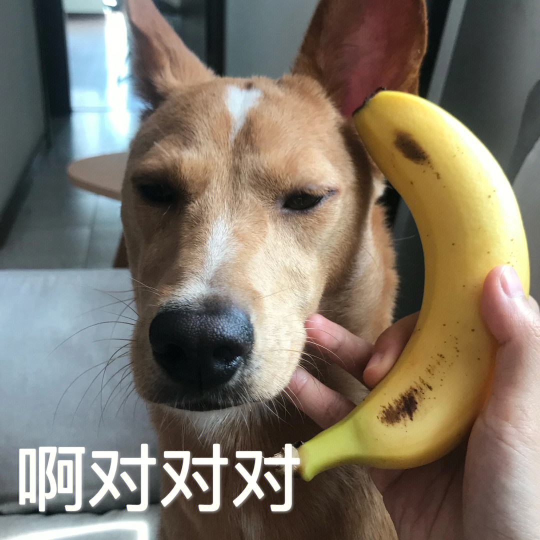 怎么判断土狗是不是星期狗,怎么选狗避免星期狗