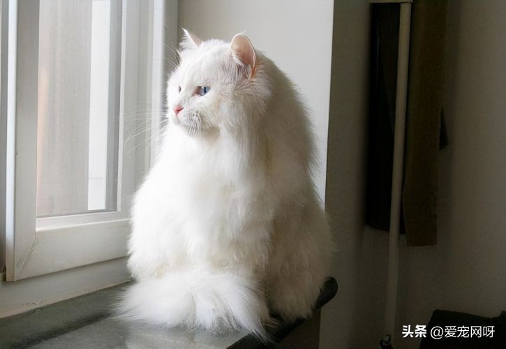 最容易发脾气的五种猫,脾气温顺的粘人的猫有哪些