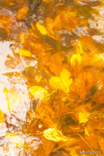 落英缤纷草书欣赏,落英缤纷美句简短