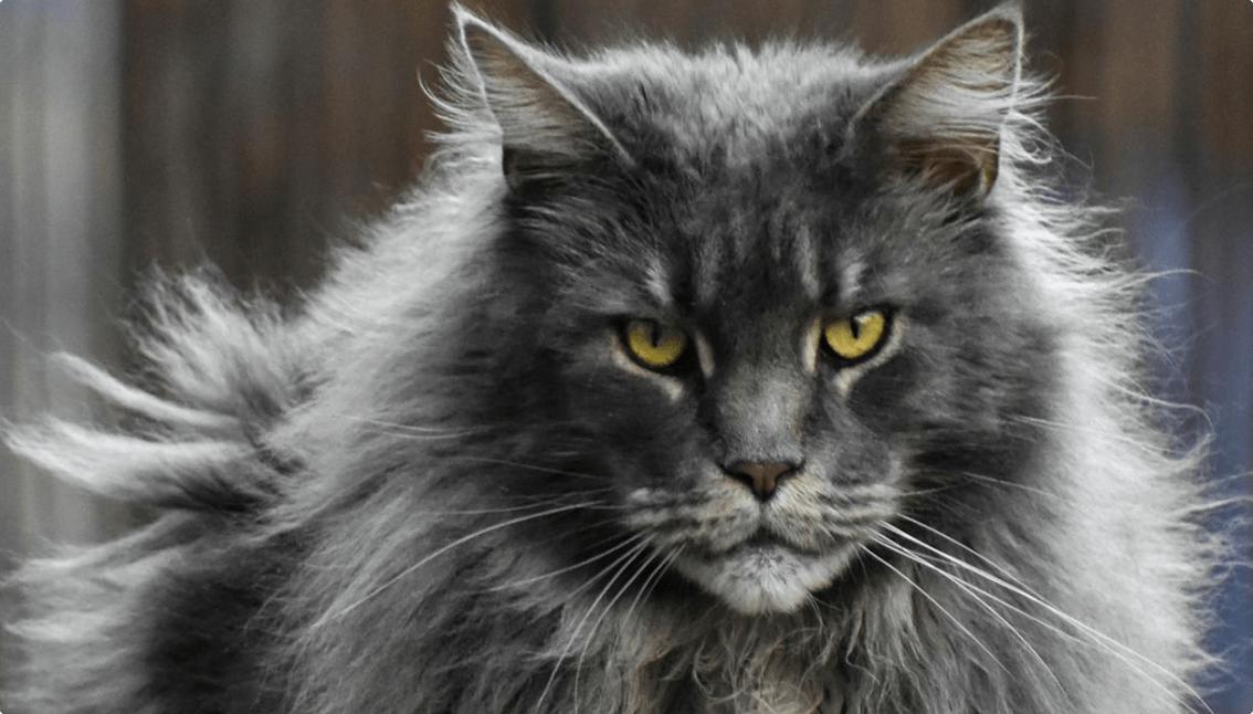 富力鲜猫罐头是哪里产,全价处方猫罐头哪个牌子好