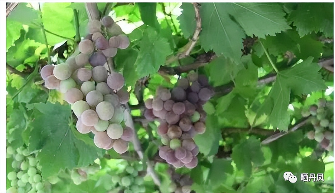 金佰安：我家后院那棵葡萄树