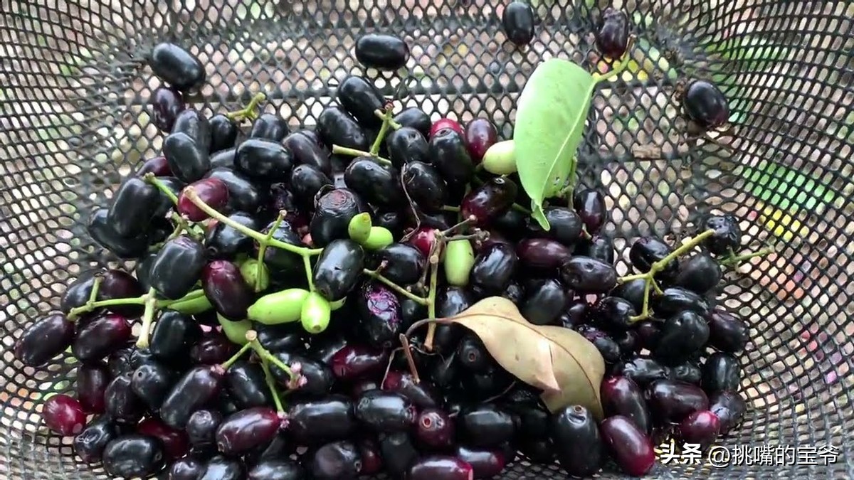 马来西亚特别推荐的水果,华人在马来西亚所占的比例