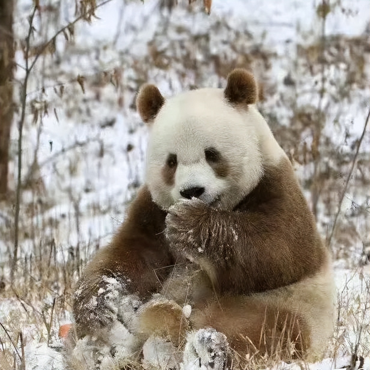 丫丫目前回国的样子,丫丫回国是好事还是坏事