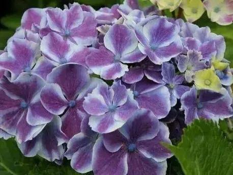 开眼界了!五大突出特征让这种“球花”魔力无限,人见人爱