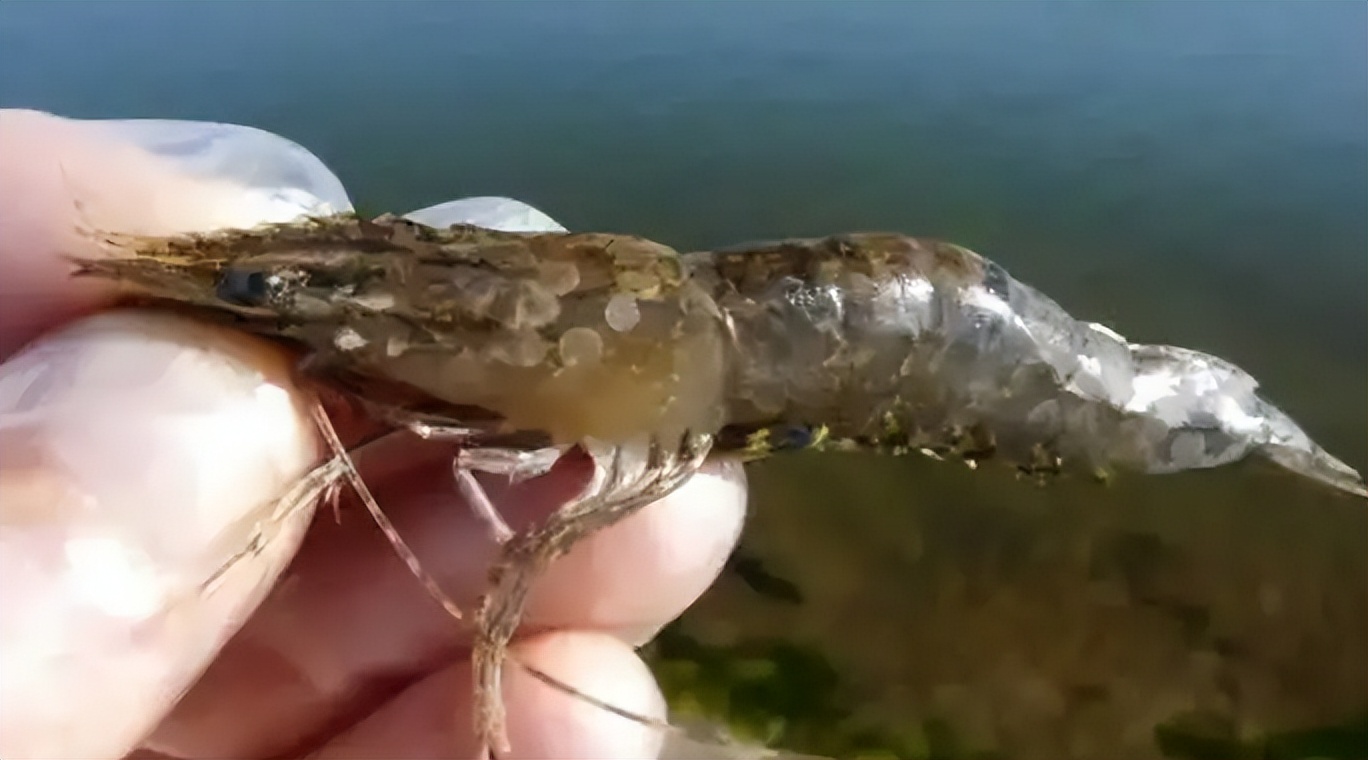 南美白对虾细菌感染和病毒感染,南美白对虾是否有新冠病毒