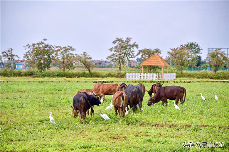 广州女大学生五一假期兼职去做牛倌，称工作轻松适合躺平风景也美