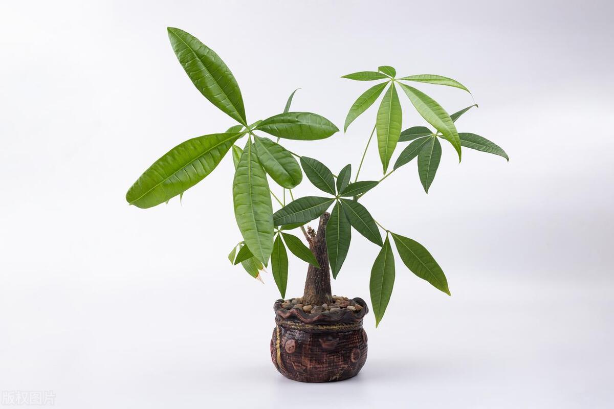 发财树叶子上为什么有粘液,发财树叶子粘液啥原因