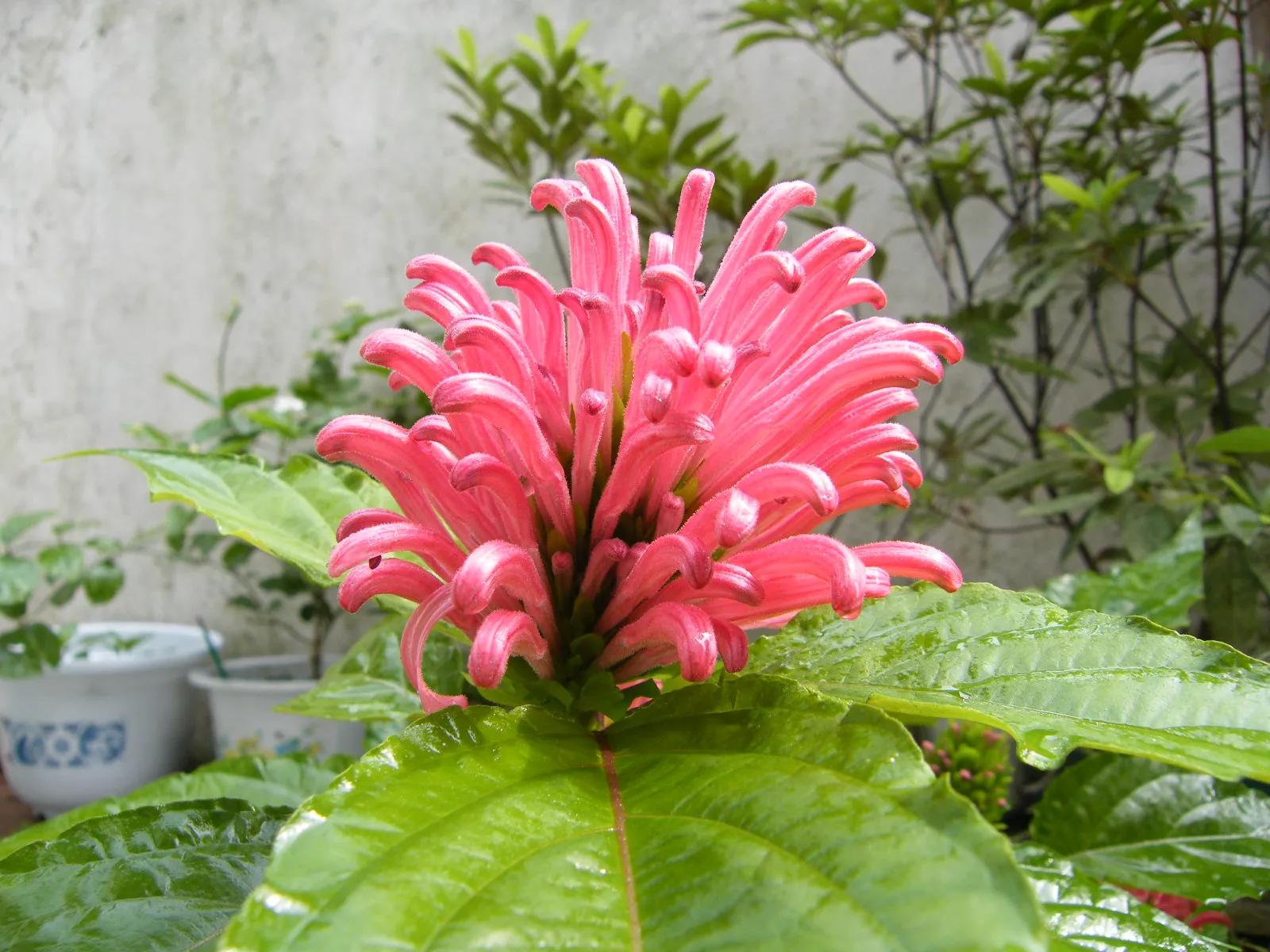 罕见漂亮的鲜花,全球最漂亮的鲜花