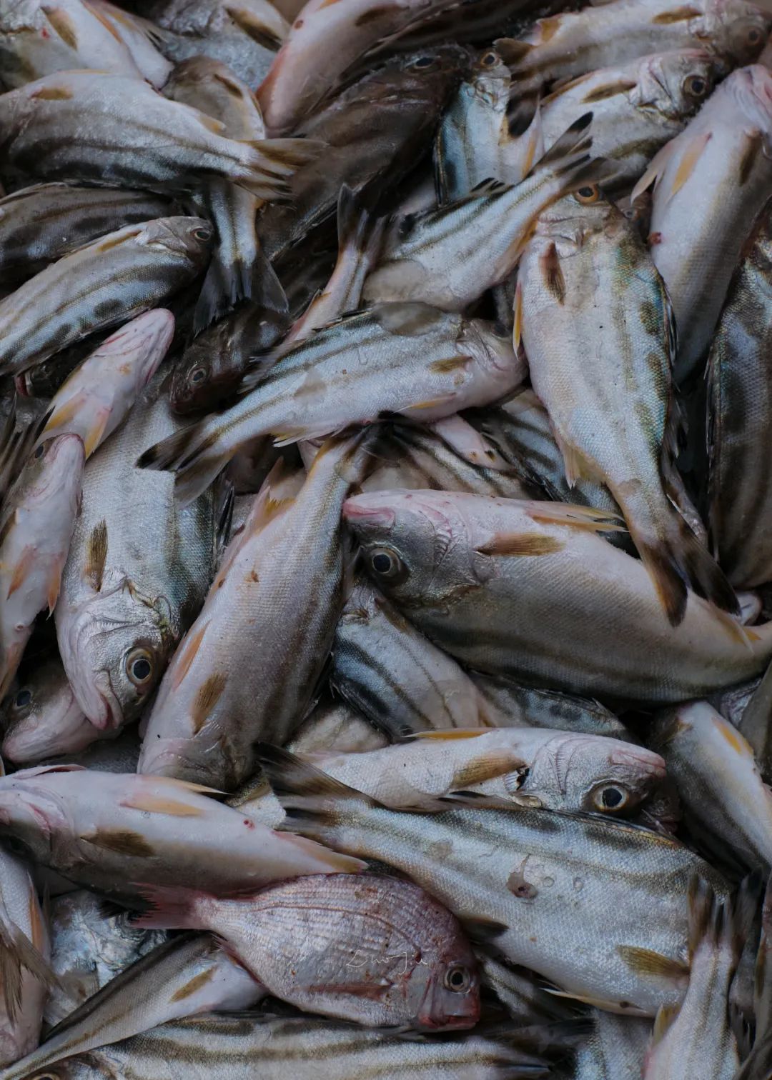 你根本没有去过侨港