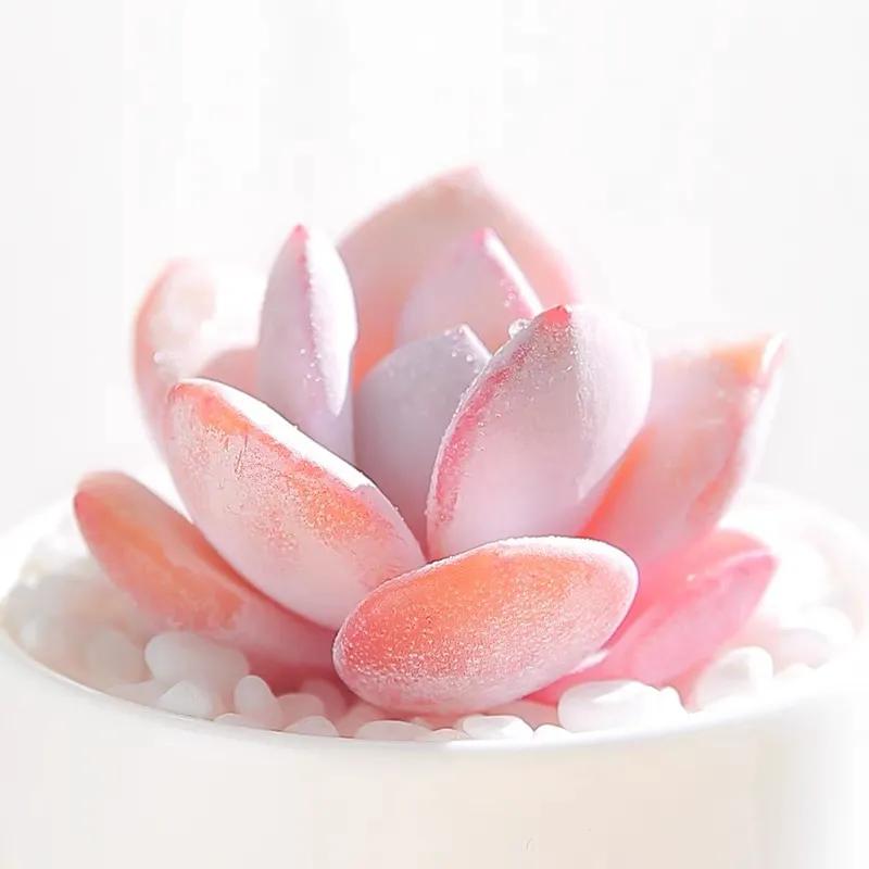 粉色系多肉,各种美到爆的多肉