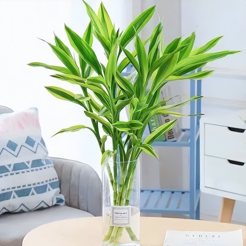 招财纳福多肉盆栽,家里养什么盆栽纳福