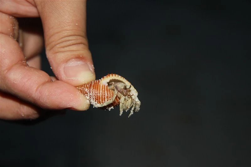 马尔代夫蜜月免费项目,蜜月旅游去马尔代夫哪个岛屿最好