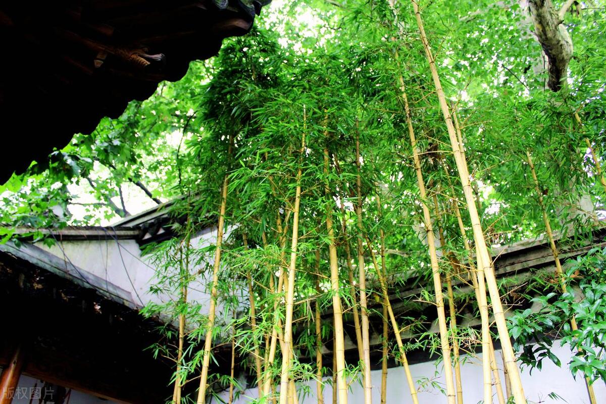 杭州私藏的6个江南园林，都是被低估的国风美景，你绝对没去过！